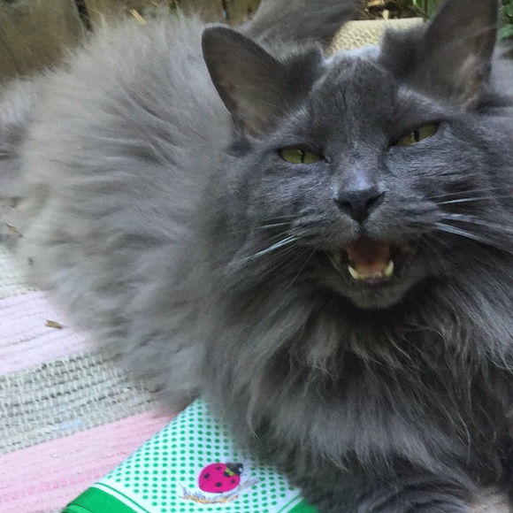 Vintage Ladybug Green/White Polka Dot Scarf 🐞 - Picture 8 of 8